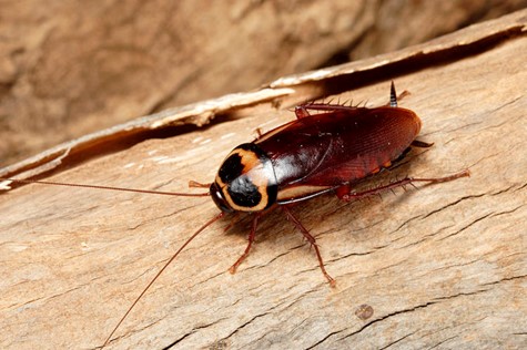 Cockroaches Pest Control Newcastle | Cockroaches Exterminator | Cockroaches Inspection