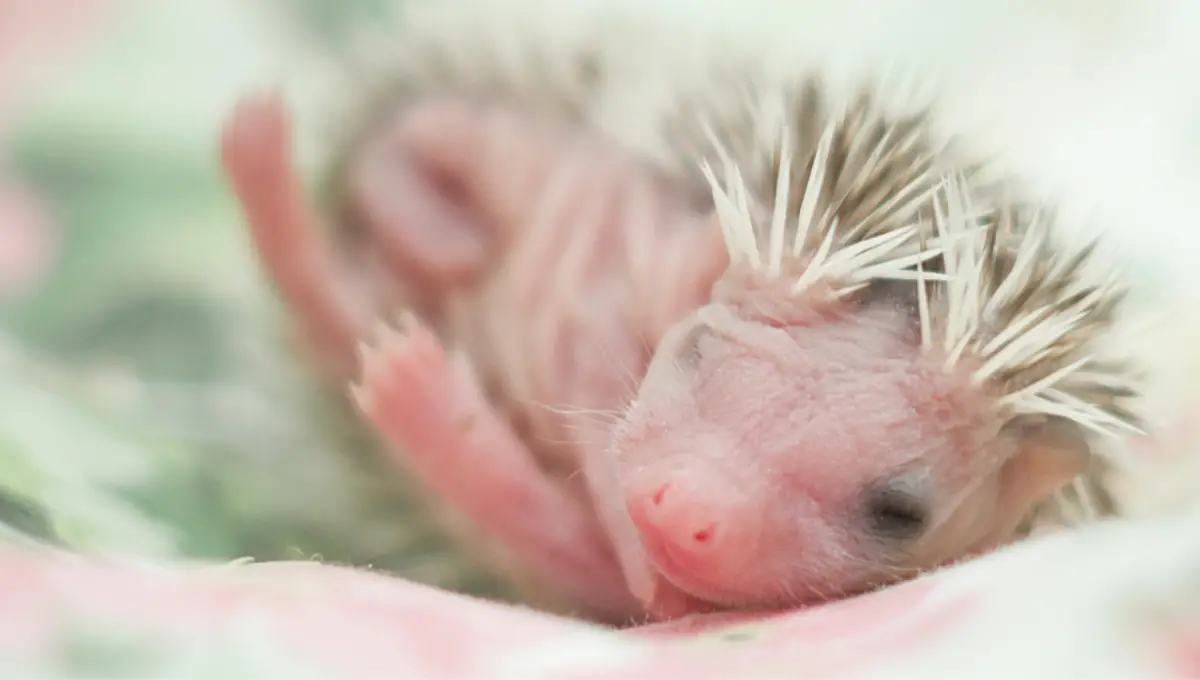 How Does a Hedgehog Give Birth | Do Hedgehogs Lay Eggs