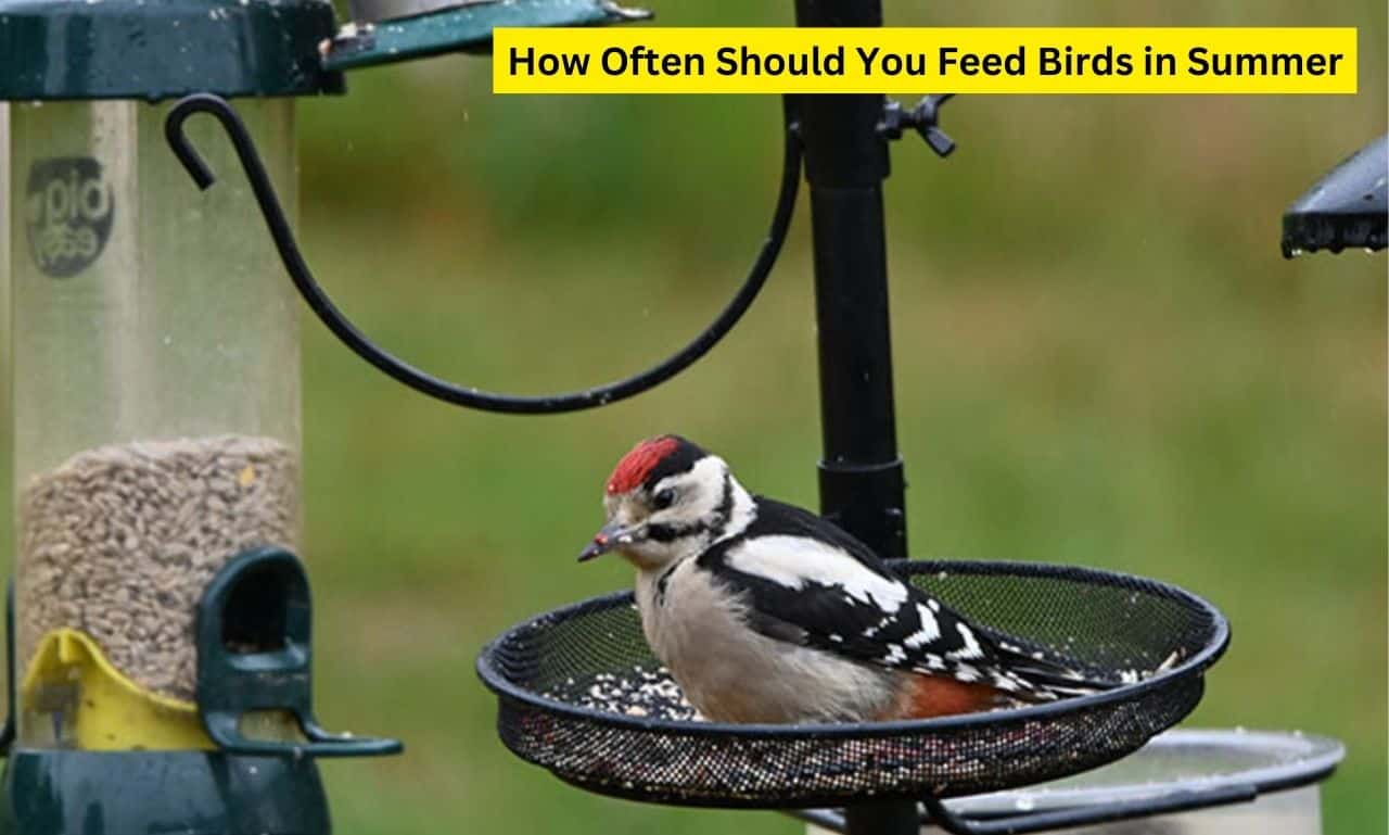 How Often Should You Feed Birds in Summer - Spark Lark