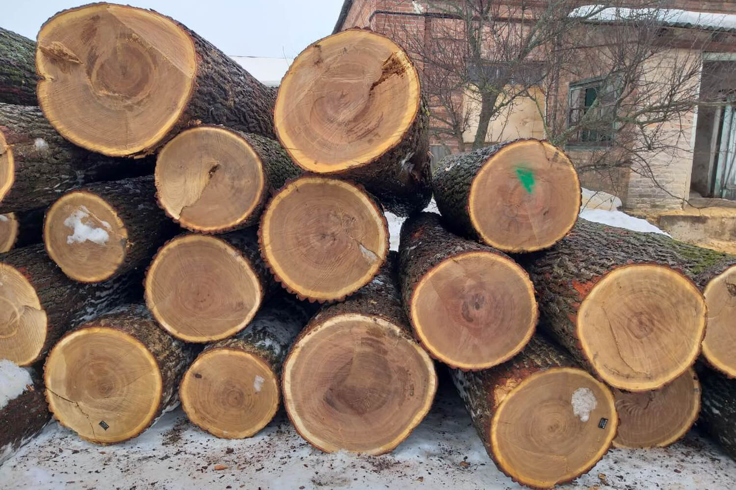 Buy Genuine Oak Wood at Wholesale Price
