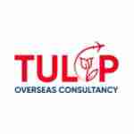 Tulip Overseas 8968313359 Profile Picture