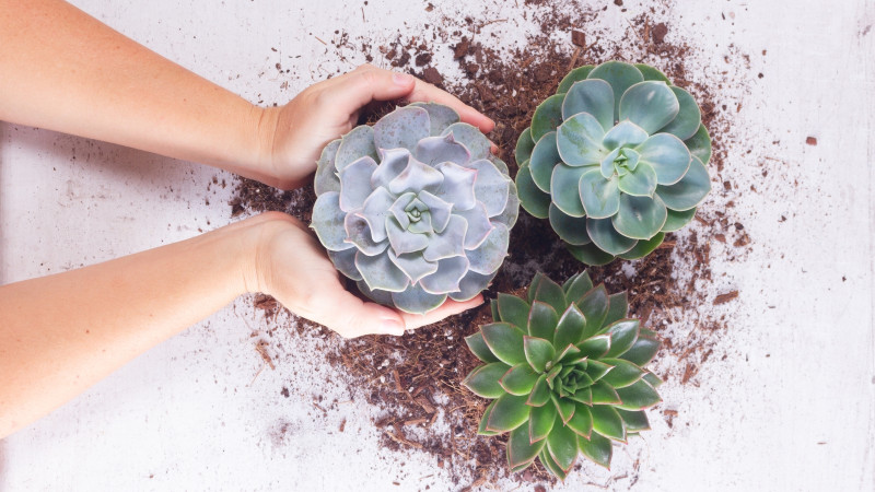 The Ultimate Beginner's Guide to Succulent Plants: elanflowers32 — LiveJournal