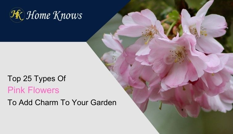 Top 25 Types Of Pink Flowers To Add Charm To Your Garden - Home Knows