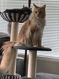 Maine Coon Kittensfor sale in WA | BellaDolceMaineCoons