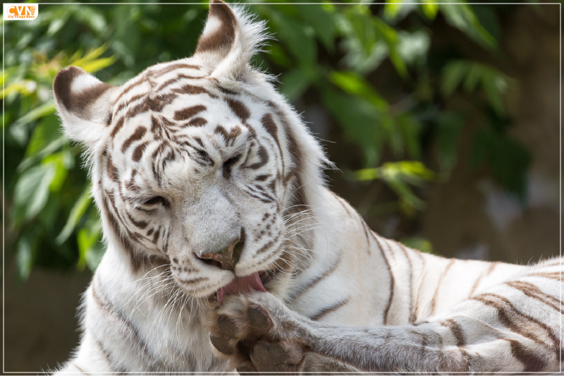 Know About White Tigers in India and Where You Can Witness Them