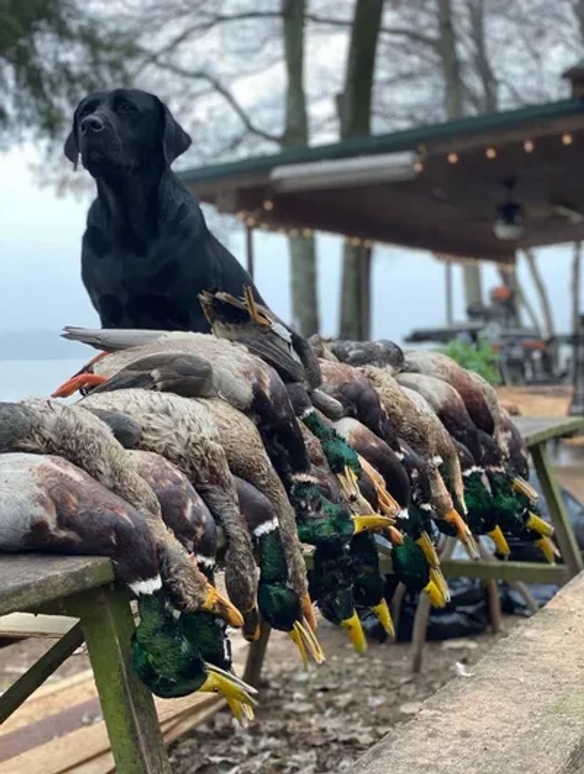 How Do Guided Duck Hunts Offer a More Efficient Hunting Experience? — Delta Heritage Lodge - Buymeacoffee