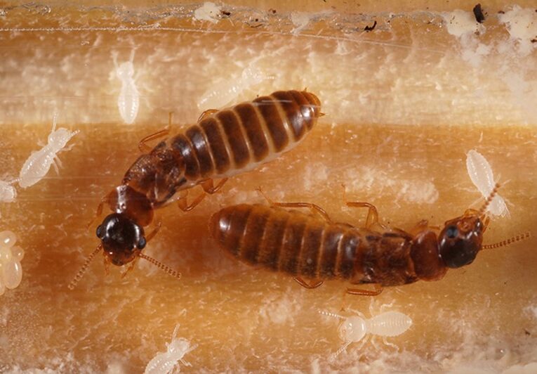 Anti Termite Treatment UAE | Pre & Post Construction