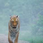 Yogesh Wildlife Photographer profile picture