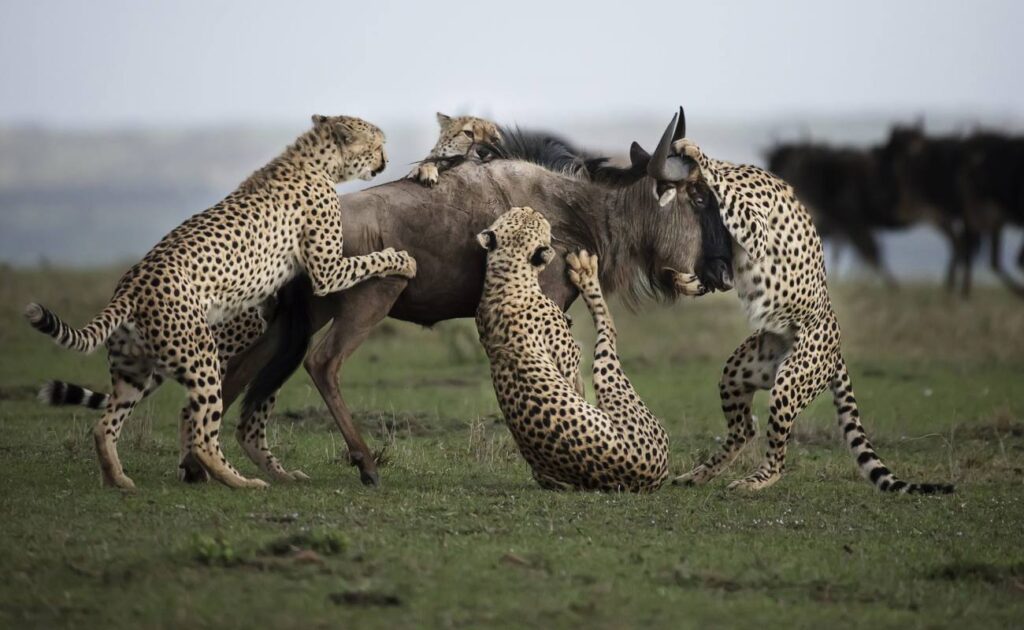 Safaris – Reteti Safaris