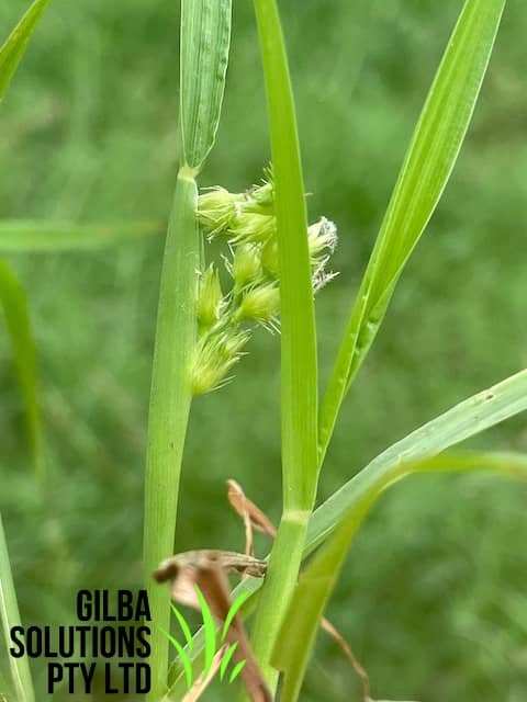 Mossman River Grass - GILBA SOLUTIONS