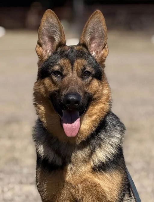Elite Protection Dogs: Affordable Personal Protection Dogs in USA and Canada