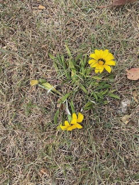 Gazania - GILBA SOLUTIONS