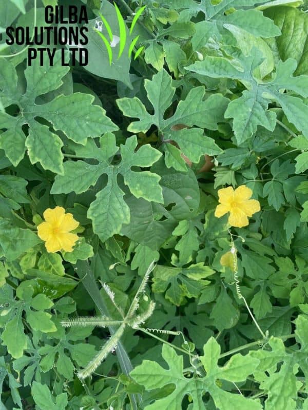 Bitter Gourd in Australia: Identification & Control Guide