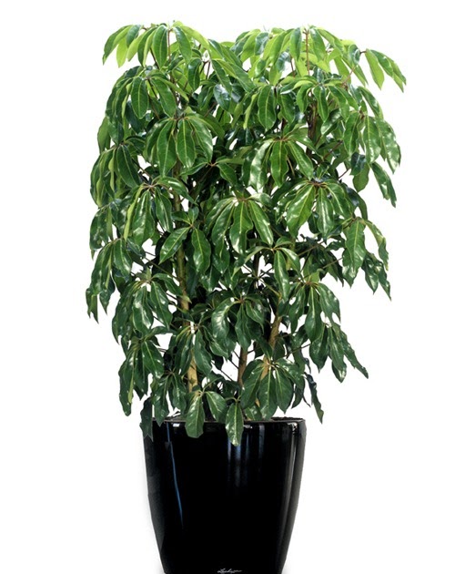 Inscape Indoor Plant Hire: Best Indoor Plants Hire Melbourne Services for Modern Commercial Spaces