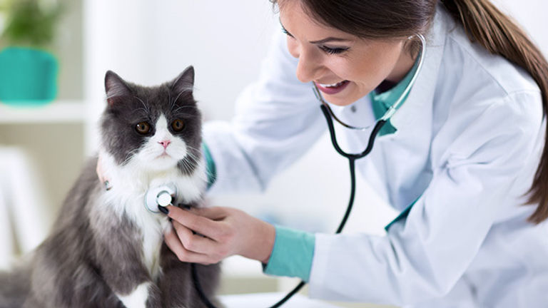 How to Get Exclusive Distribution Rights from a Veterinary PCD Company?
