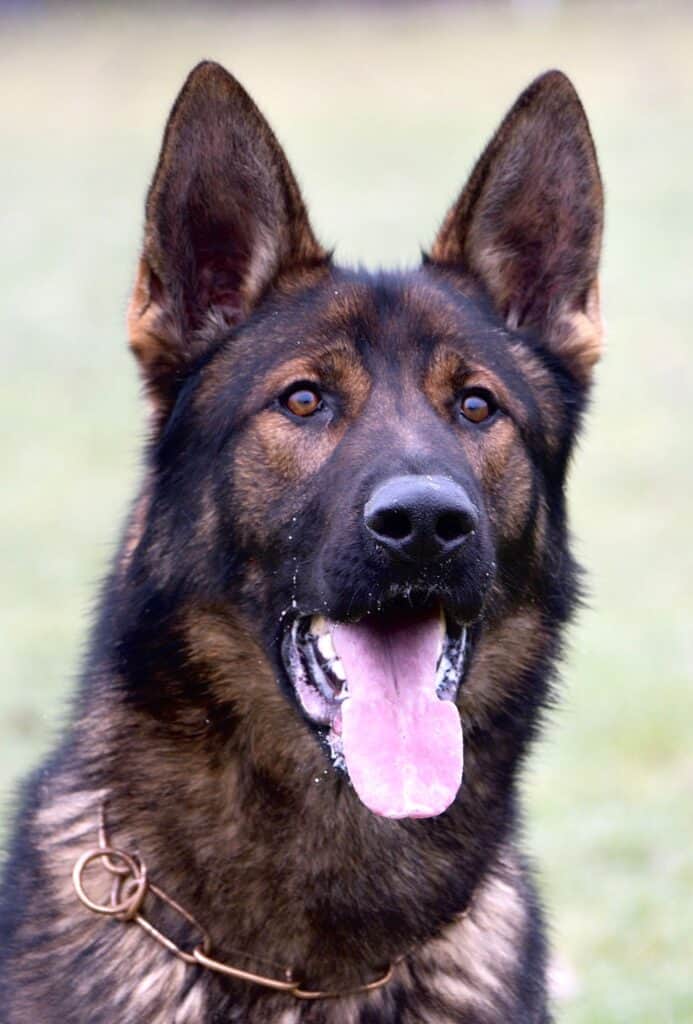Elite Family and Personal Protection Dog-ROCCO