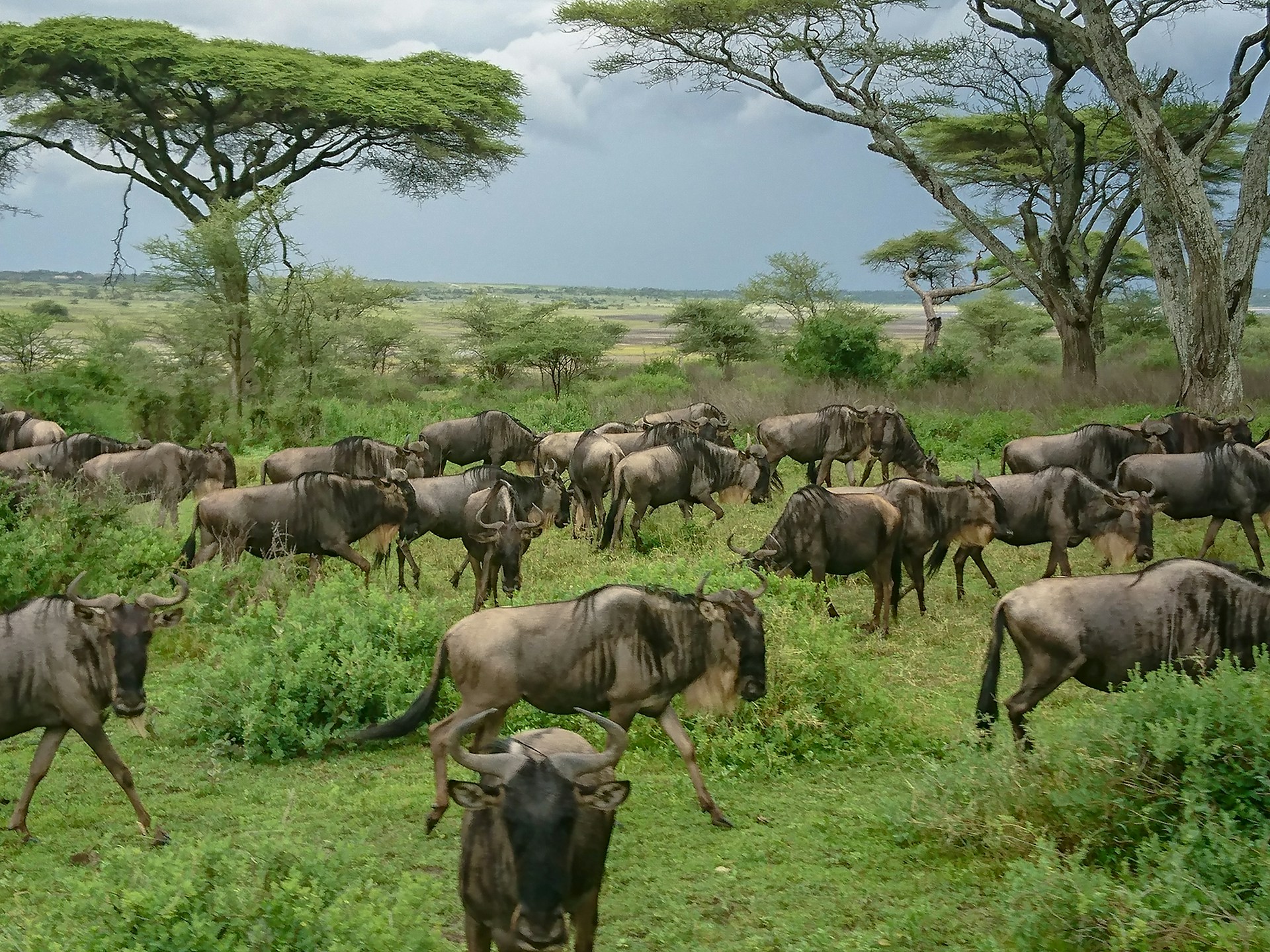 5-Day Masai Mara & Serengeti Safari Tour Adventure
