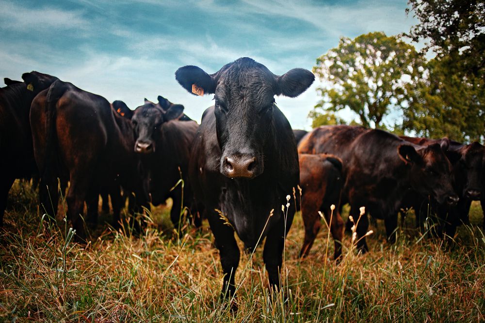 Grass-Fed Beef: More Expensive, Still the Better Choice