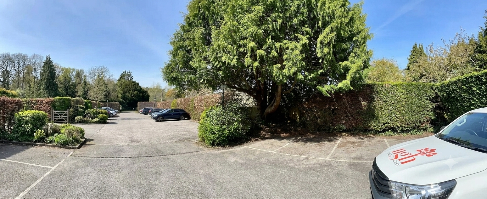 Why Crown Lifting Services Matter: Benefits for Your Landscape