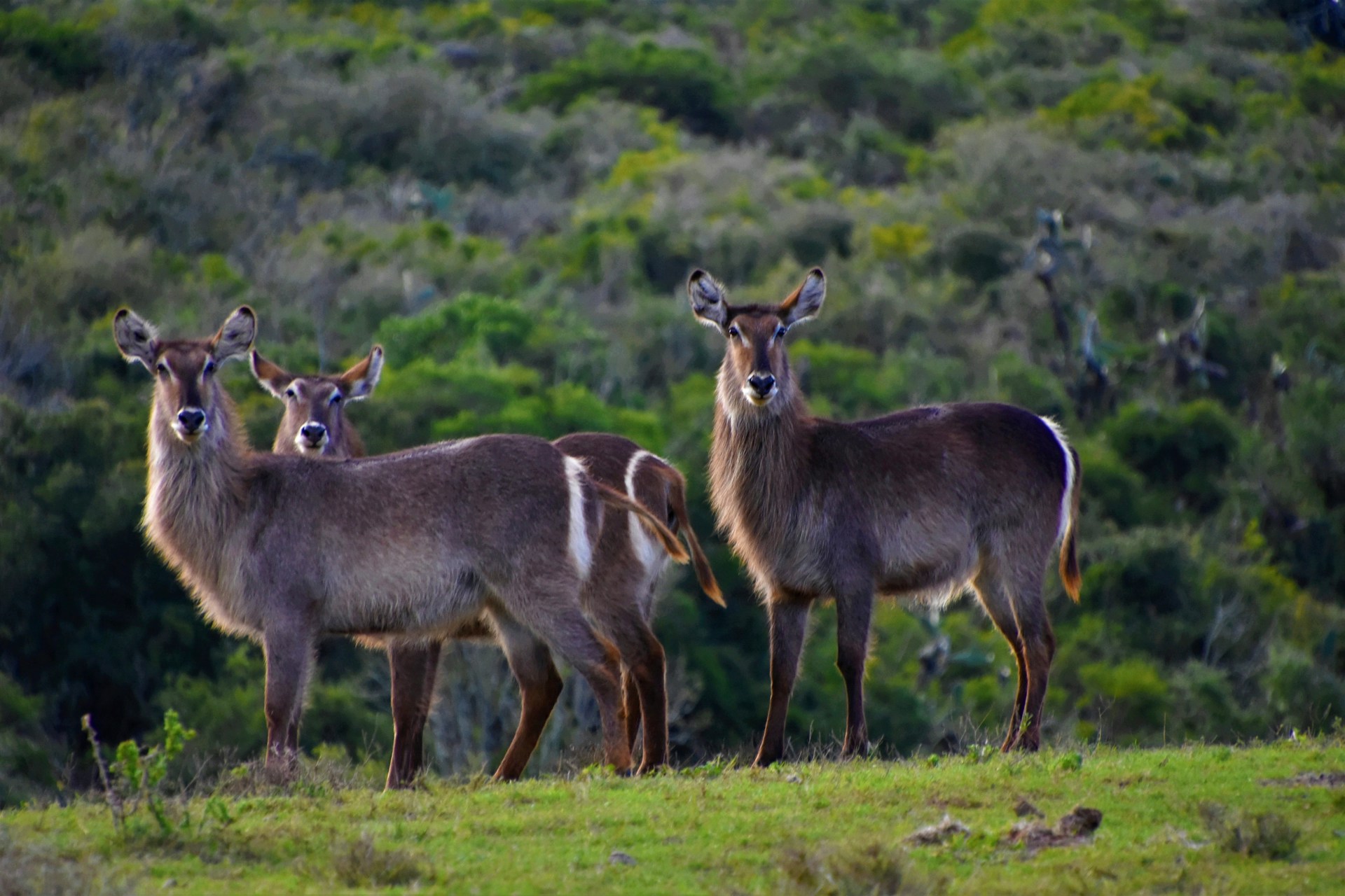 2 Days Tsavo East and West Safari Adventure