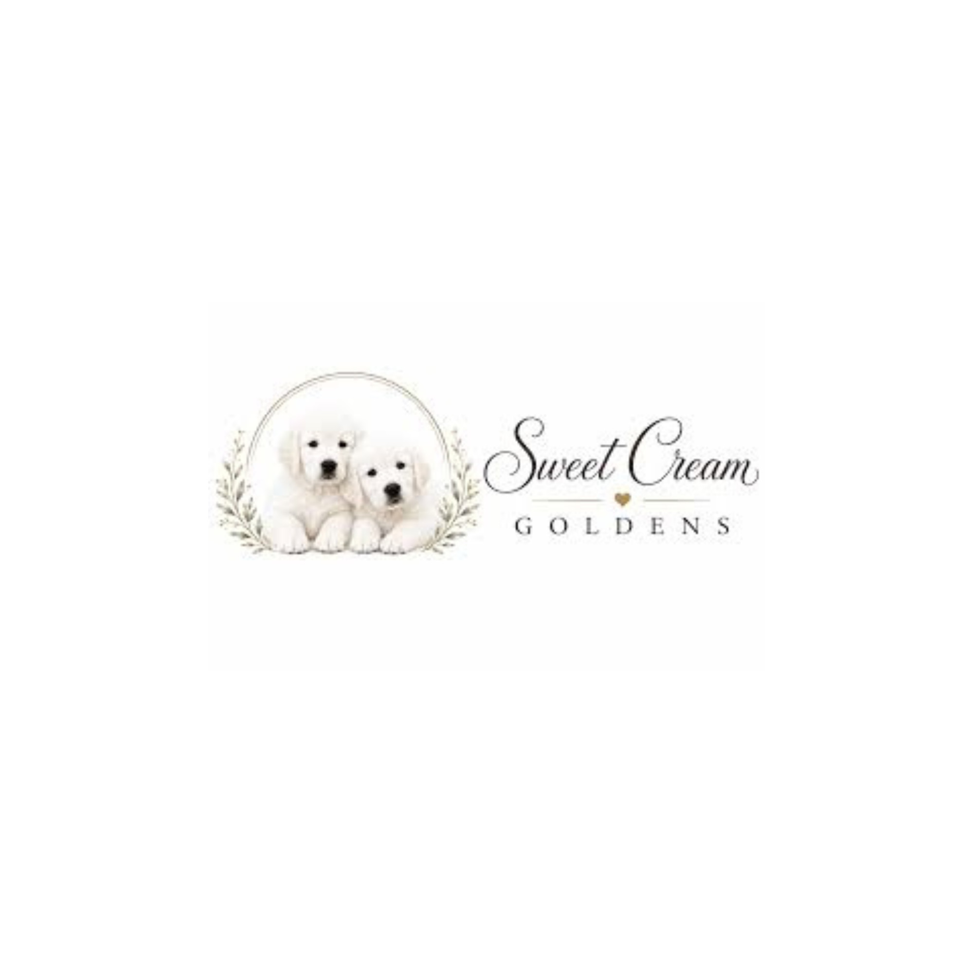 Sweet Cream Goldens Profile Picture